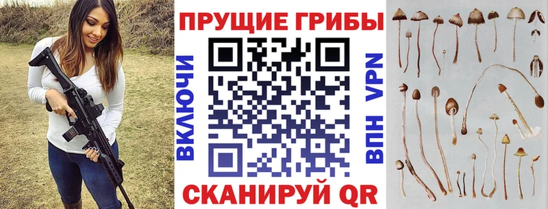 Псилоцибиновые грибы Psilocybe  Нурлат 